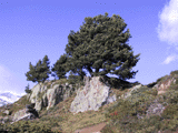 Pinus cembra