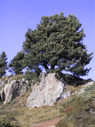 Pinus cembra