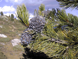 Pinus cembra