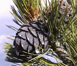 Pinus cembra