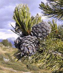 Pinus cembra