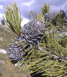 Pinus cembra