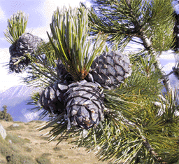 Pinus cembra