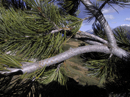 Pinus cembra