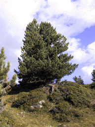 Pinus cembra