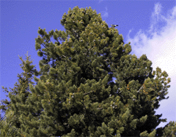Pinus cembra