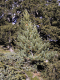 Pinus cembra