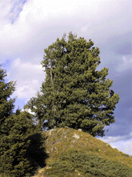 Pinus cembra