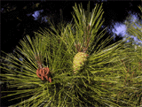 Pinus densiflora