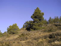 Pinus halepensis'