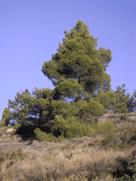 Pinus halepensis