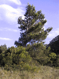 Pinus halepensis