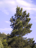 Pinus halepensis