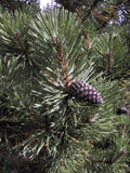Picea mugo