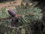 Picea mugo