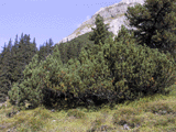 Pinus mugo