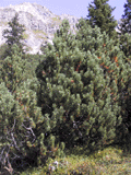 Pinus mugo