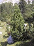 Pinus mugo
