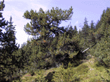 Pinus mugo