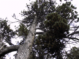 Pinus mugo