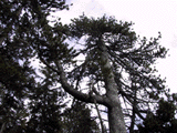 Pinus mugo