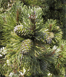 Pinus mugo