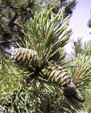 Pinus mugo