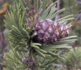 Pinus mugo