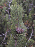 Pinus mugo