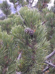 Pinus mugo