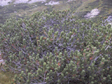 Pinus mugo