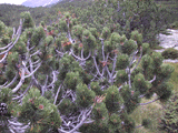 Pinus mugo