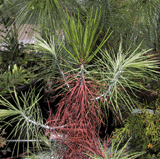 Pinus nelsonii