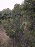 Pinus nigra