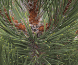 Pinus nigra