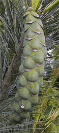 Pinus peuce