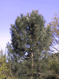 Pinus pinaster