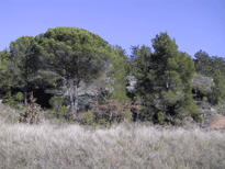 Pinus pinea