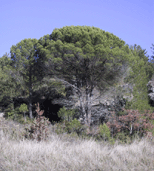 Pinus pinea
