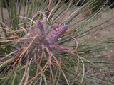 Pinus ponderosa infested by young caterpillars. Size: 319 Ko