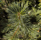 Pinus reflexa