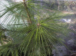 Pinus roxburghii