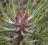 Pinus tabuliformis