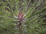 Pinus tabuliformis