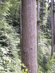 Pseudotsuga menziesii