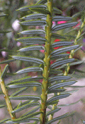 Pseudotaxus chienii 
