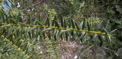 Pseudotaxus chienii 