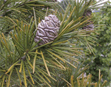 Sciadopitys verticillata
