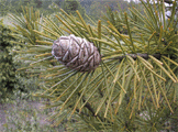 Sciadopitys verticillata