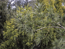 Sciadopitys verticillata